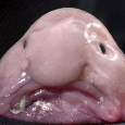 squid
